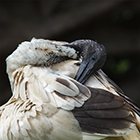 Australian White Ibis