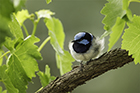 Superb Fairywren