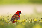 Crimson Rosella