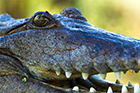 Freshwater Crocodile