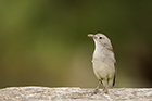 Grey Shrike Thrush