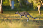 Agile Wallaby