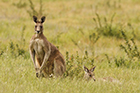 Eastern Grey Kangaroo