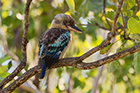 Northern Kookaburra