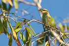 Rainbow Bee Eater