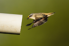 Striated Pardalote