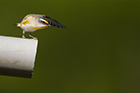 Striated Pardalote