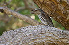 Tawny Frogmouth