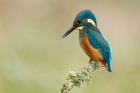 Kingfisher