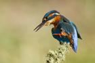 Kingfisher